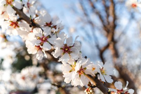 almond blossom flowers on tree