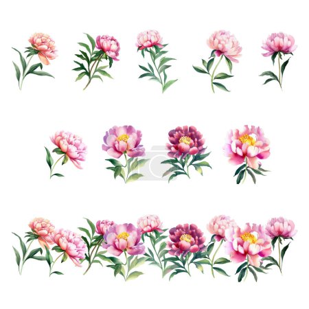 Illustration for Paeonia lactiflora pallas.Watercolor flowers set. Hand painted vector illustration. Isolated on white background. - Royalty Free Image