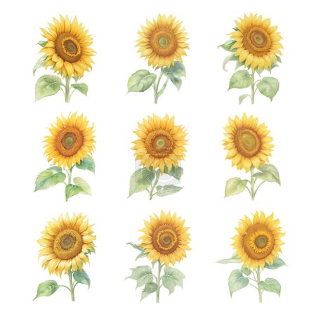 Illustration for Set of watercolor sunflowers on a white background. Vector illustration. - Royalty Free Image