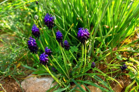 Grape hyacinth- delicate blue flowers on a green background. Selective focus. Spring natural background.