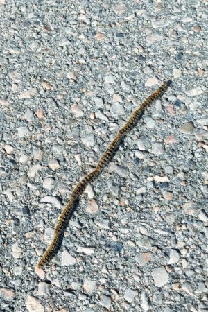 The pine processionary (Thaumetopoea pityocampa). Caterpillars of the fluffy pine fruitworm they line up on a forest road in Greece.  