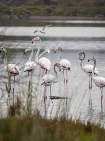 Foto de Grupo de flamencos en la desembocadura del río Guadalhorce, Málaga España. Integración de aves en la ciudad de Málaga. Sostenibilidad. - Imagen libre de derechos