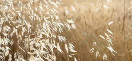 Photo for Golden ears of wheat in the field in summer, cereals, raw material. - Royalty Free Image