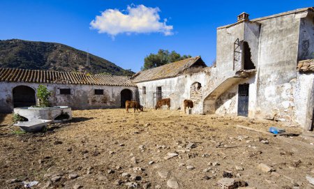 Téléchargez les photos : Ancienne ferme abandonnée avec vaches, Andalousie, Espagne, Europe. - en image libre de droit