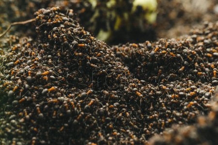 Téléchargez les photos : Beaucoup de fourmis dans une fourmilière. Tout est couvert de fourmis travaillant ensemble pour construire une fourmilière - en image libre de droit