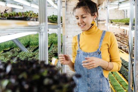 Téléchargez les photos : Jeune agricultrice cultivant des microgreens sur son jardin vertical intérieur. Femme heureuse s'occupant des plantes sur les étagères. Radis, roquette, daikon, oxalis, radis sango violet, pois - en image libre de droit