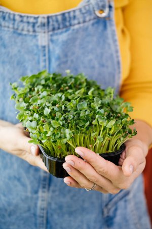 Photo for Box of microgreen in Woman hands, Small business indoor vertical farm. Close-up of healthy vegetarian vitamin fresh food. Microgreens growing background with raw sprouts in female hands - Royalty Free Image