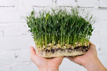 Photo for Woman holding box with microgreen, Small business indoor vertical farm. Close-up of healthy vegetarian vitamin fresh food. Microgreens growing background with raw sprouts in female hands - Royalty Free Image