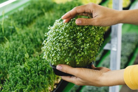 Photo for Woman holding box with microgreen, Small business indoor vertical farm. Close-up of healthy vegetarian vitamin fresh food. Microgreens growing background with raw sprouts in female hands - Royalty Free Image