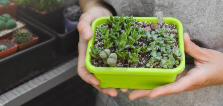 Photo for Succulent plants nursery in tray. Woman holding variety Small cactuses grown for sale in tray in the store or greenhouse. - Royalty Free Image