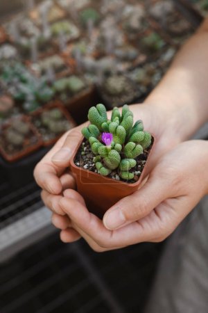 Photo for Close up of florist hand holding Conophytum succulent in pot in the shop. Hobby and small business concept. - Royalty Free Image