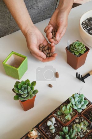 Photo for Putting drainage for plants in pot during repotting or transplantation of succulents in ceramic pot. Hand holding drainage rocks. Top view, copy space, white background. Home gardening hobby. - Royalty Free Image