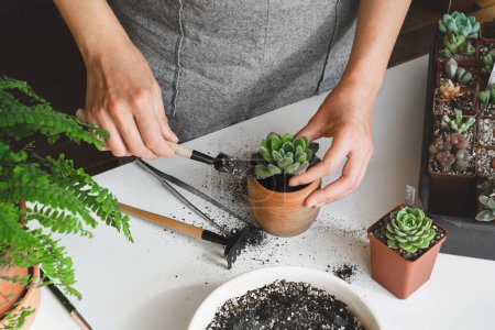 Woman hands planting green succulent in substrates with white pearlite granules. Home gardening, love of houseplants, freelance. Repotting or transplanting Echeveria