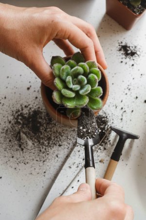 Photo for Woman hands planting green succulent in substrates with white pearlite granules. Home gardening, love of houseplants, freelance. Repotting or transplanting Echeveria - Royalty Free Image