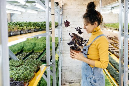 Foto de Joven agricultora cultivando microgreens en su jardín vertical interior. Mujer feliz cuidando plantas en estantes. Rábano, rúcula, daikon, oxalis, rábano sango púrpura, guisante - Imagen libre de derechos