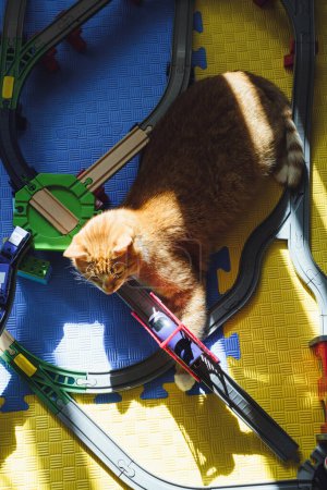 Photo for Funny cat laying on the toy railway road. Lazy ginger cat sitting on kids toys. Pats and children at home. Travel time dream - Royalty Free Image