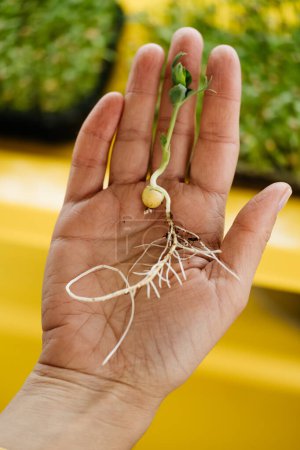 Photo for Microgreens growing background with raw sprouts in female hands. Fresh raw herbs from home garden or indoor vertical farm, full of vitamins for vegans. Banner - Royalty Free Image