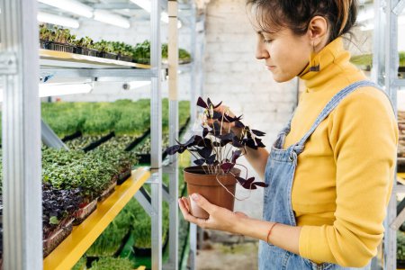 Foto de Joven agricultora cultivando microgreens en su jardín vertical interior. Mujer feliz cuidando plantas en estantes. Rábano, rúcula, daikon, oxalis, rábano sango púrpura, guisante - Imagen libre de derechos
