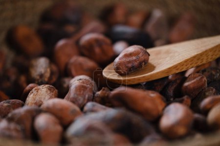 Téléchargez les photos : Gros plan de fèves de cacao bio sur table en bois, pointes de cacao. Boisson saine faite main. Peau de graines brutes fermentées d'Amérique du Sud - en image libre de droit
