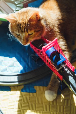 Photo for Funny cat laying on the toy railway road. Lazy ginger cat sitting on kids toys. Pats and children at home. Travel time dream - Royalty Free Image