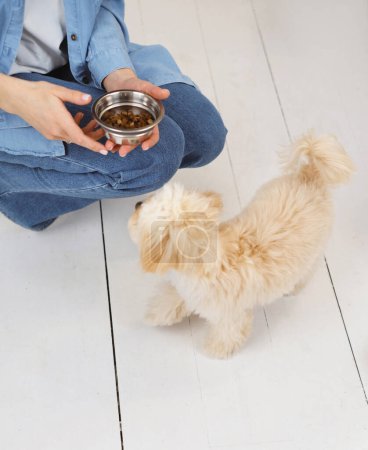 Foto de La mujer está alimentando con comida de perro maltipoo de un tazón en casa. Comida nutritiva para mascotas - Imagen libre de derechos