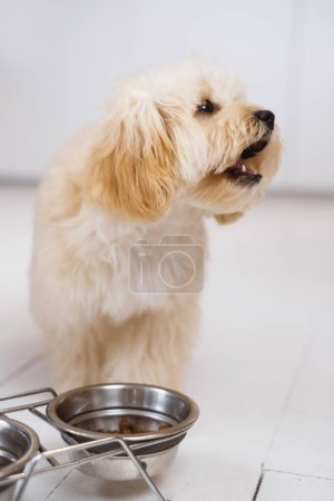 Foto de Pequeño perro maltipoo hambriento de pie junto a un tazón de comida, listo para comer. Aullidos y pidiendo comida - Imagen libre de derechos