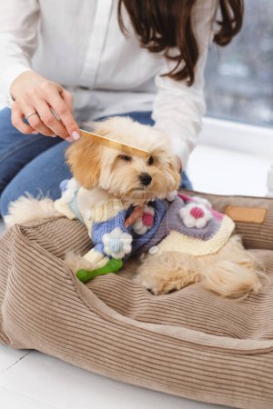 Téléchargez les photos : Femme est toilettage fourrure de chien avec une brosse dans une chambre sur le canapé pour animaux de compagnie. Chiot maltipoo prenant soin - en image libre de droit