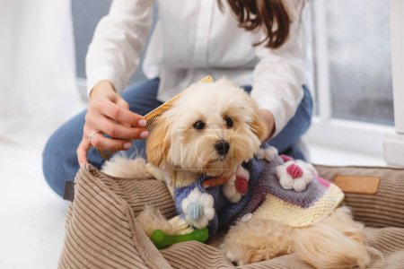 Téléchargez les photos : Femme peigne les cheveux des chiens à l'aide d'un peigne, s'assurant que la fourrure des animaux est bien entretenue et sans enchevêtrement. - en image libre de droit