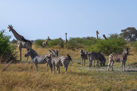 Foto de Cebra y jirafa compartiendo tareas de vigilancia entre sí. - Imagen libre de derechos