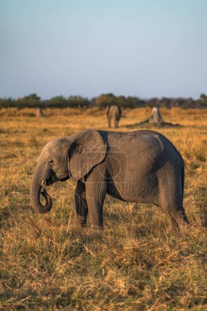 Téléchargez les photos : Un jeune éléphant grignotant dans la lumière dorée du crépuscule. - en image libre de droit