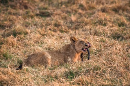 Photo for A young cub gnawing on horns from the overnight kill. - Royalty Free Image