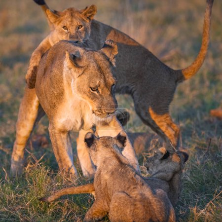 Foto de Una leona y cachorros a la hora del juego matutino en Moremi Game Reserve, Botswana - Imagen libre de derechos