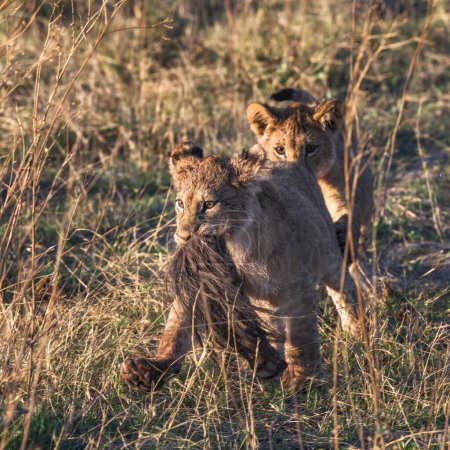Téléchargez les photos : Deux jeunes lionceaux se battent pour une queue de zèbre. - en image libre de droit