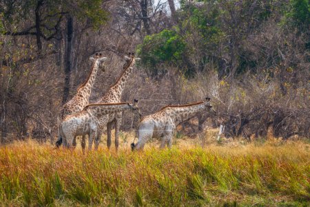 Foto de Una torre de jirafas moviéndose a través de los pastizales de la Reserva de Caza Moremi, Botswana. - Imagen libre de derechos