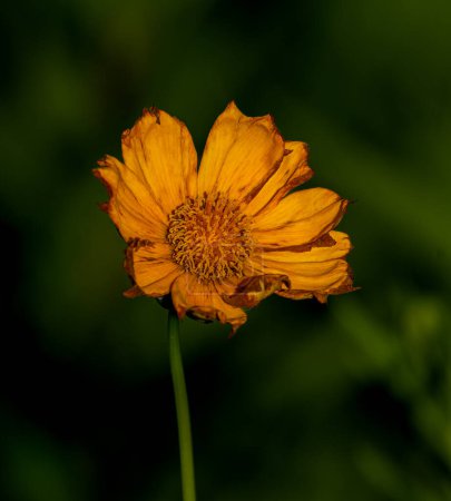 Téléchargez les photos : A close up of a short-lived Coreopsis flower at a wetland in Culver, Indiana. Photo de haute qualité - en image libre de droit