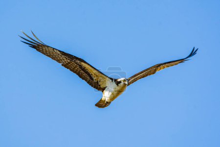 Photo for An osprey, Pandion haliaetus, flies thru a clear blue sky over a wetland in Culver, Indiana. High quality photo - Royalty Free Image