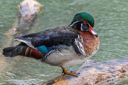 A male wood duck, Aix sponsa, perches on a log at the Inglewood Bird Sanctuary in Calgary, Alberta, Canada. High quality photo