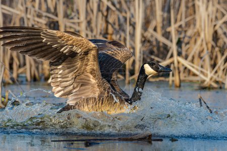 Water splashes around a Canada goose, Branta canadensis, as it lands at a wetland in Culver, Indiana. High quality photo