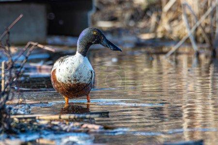 A male northern shoveler, Spatula clypeata, perched on a man-made levee overlooking a wetland in Culver, Indiana. High quality photo