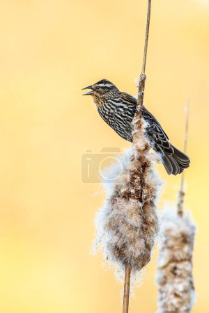 A female red-winged blackbird, Agelaius phoeniceus, calls out while perched on a cattail stalk in a wetland near Culver, Indiana. High quality photo