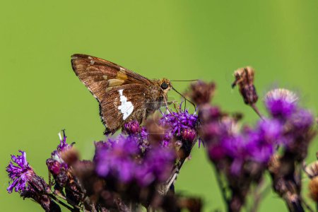 A silver-spotted skipper butterfly, Epargyreus clarus, feeds on Iron Weed nectar in Culver, Indiana. High quality photo