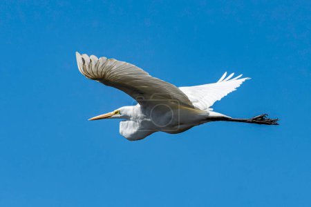 A great egret, Ardea alba, flies over the Grand River in Grand Haven, Michigan. High quality photo