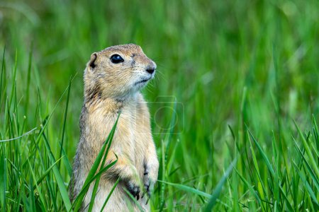 A Richardsons ground squirrel stands up to survey the prairie at Frank Lake in Alberta, Canada. High quality photo