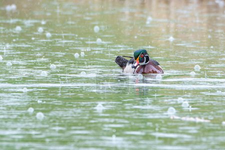 A wood duck on the Bow River in a rain storm, Inglewood Bird Sanctuary, Calgary, Alberta, Canada. High quality photo