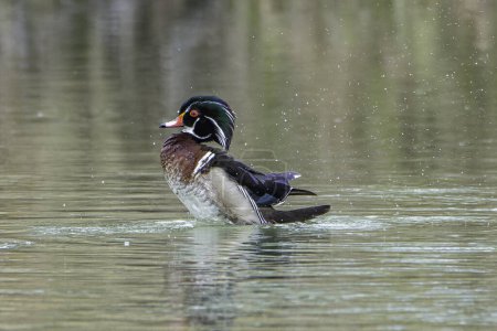 A wood duck shaking off water on the Bow River, Inglewood Bird Sanctuary, Calgary, Alberta, Canada. High quality photo