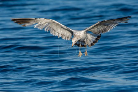 Ringed-billed seagull hovers over Lake Michigan searching for small fish at Grand Haven, Michigan. High quality photo