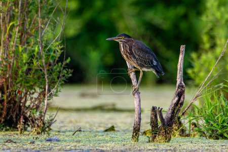 A green heron is perched on a dead tree stump in a wetland area near Culver, Indiana, USA. High quality photo