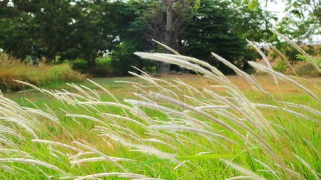 Imperata cylindrica or Cogon grass or Blady grass or Indonesian name is Rumput Ilalang. Natural white and green in a beautiful garden