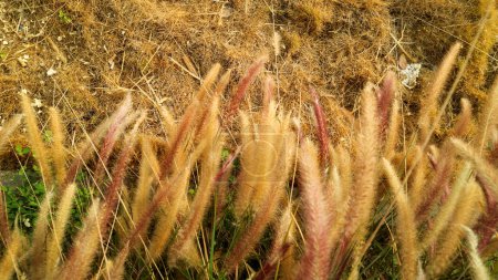Pennisetum setaceum or purple fountain grass, grows beautifully in garden