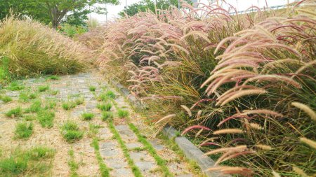Pennisetum setaceum or purple fountain grass, grows beautifully in garden